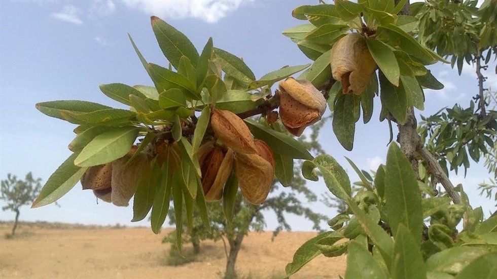 Archivo - Almendras