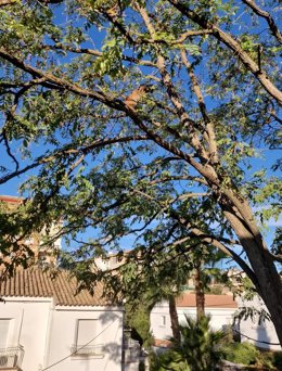 El lince Sotillo encaramado a la rama de un árbol en Úbeda.