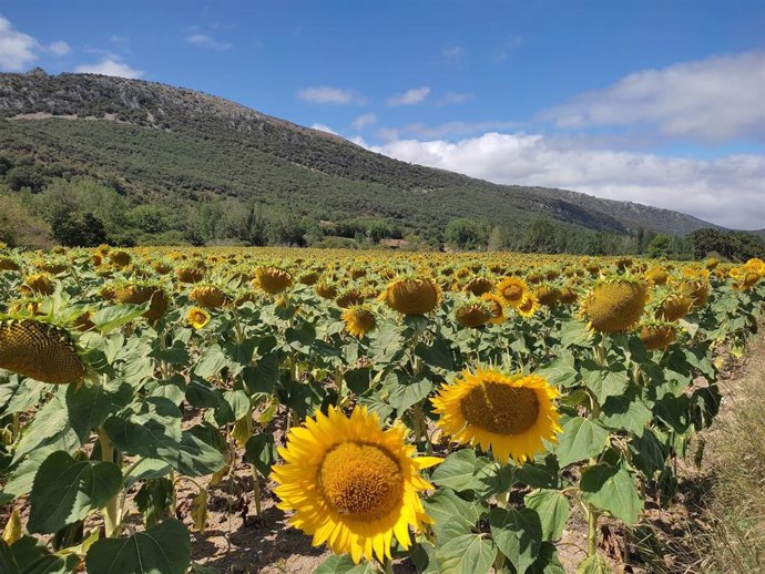 Archivo - Plantación de girasoles