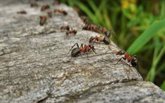 Foto: Primera medición global del impacto de las hormigas invasoras