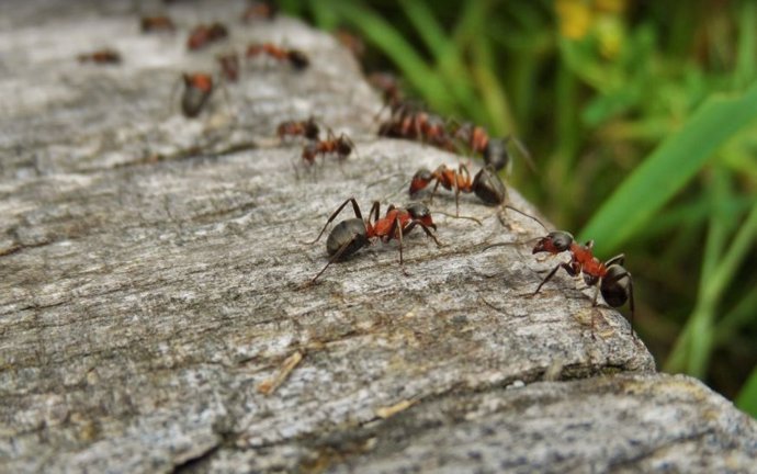 Hormigas invasoras