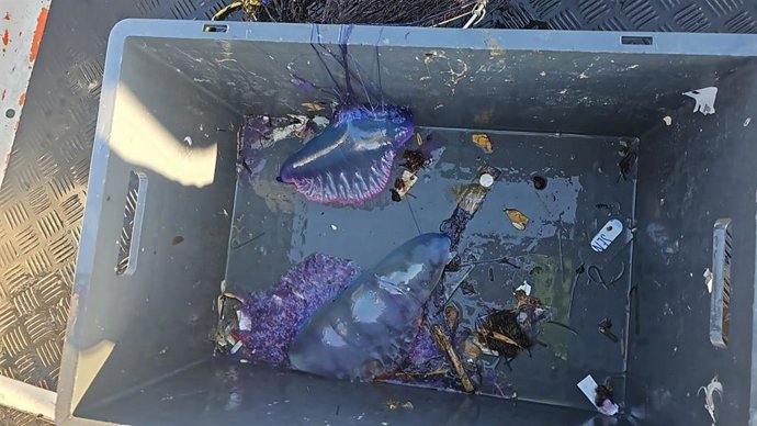 Carabelas portuguesas