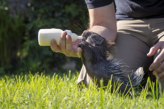 Cría de percoespín sudafricano en Bioparc Valncia