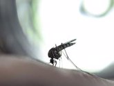 Foto: El Fondo Mundial anuncia un nuevo mecanismo para aumentar el acceso a mosquiteros más eficaces para prevenir la malaria