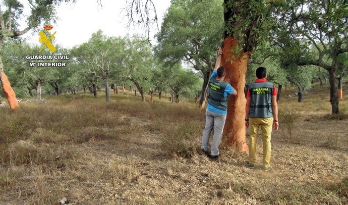 Agentes de la Guardia Civil inspeccionan la finca en la que sustrajeron el corcho.