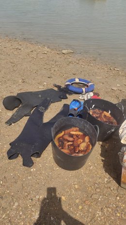 Intervenidos más de 30 kilos de pepinos de mar capturados ilícitamente por dos pescadores en Chiclana