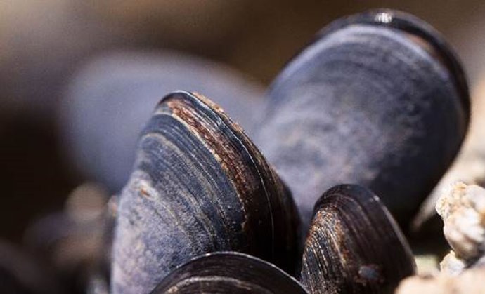 El espacio intervalvar del mejillón está delimitado por las conchas, rodeado por el manto y es donde se encuentran las branquias