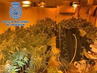 Desmantelada una plantación de marihuana con un centenar de plantas en una vivienda de La Línea (Cádiz)