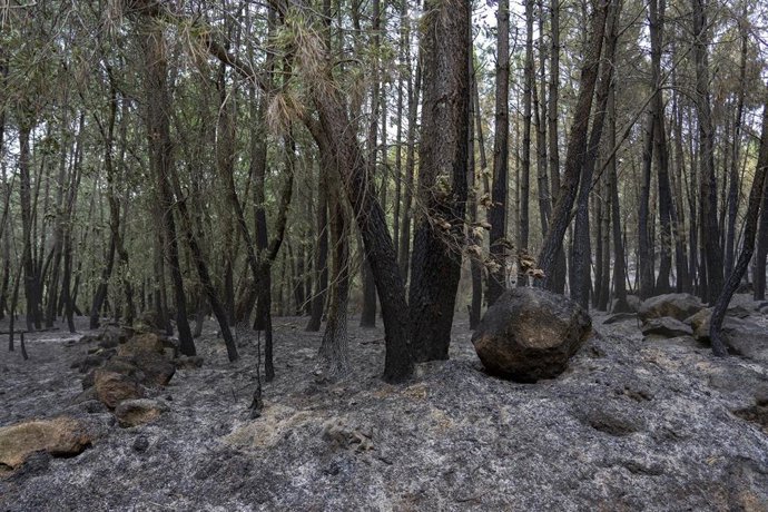 Archivo - Bosque calcinado por el incendio forestal en Las Hurdes, a 21 de mayo de 2023, en Cáceres, Extremadura (España).