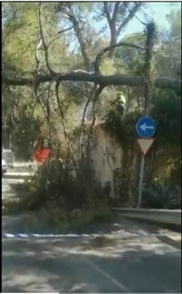Un pino caído en la vía de acceso a Cala Fornells en Calvi