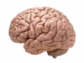 Foto: La falta de algunas proteínas cerebrales provoca el comportamiento repetitivo compulsivo