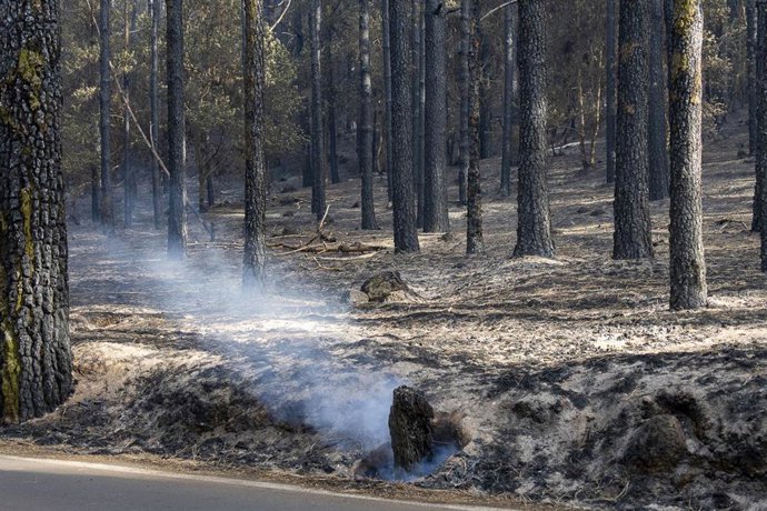 Árboles afectados por el fuego, en Las Lagunetas, a 22 de agosto, en La Esperanza, Tenerife, Canarias (España)