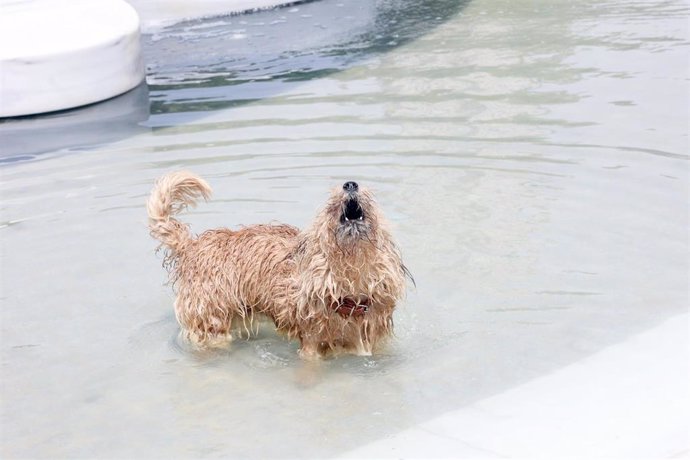 Un perro se refresca en una fuente en Plaza España, a 9 de agosto de 2023, en Madrid (España). 