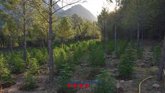 Foto: Intervenidas 4.394 plantas de marihuana en una zona boscosa de l'Alt Urgell (Lleida)
