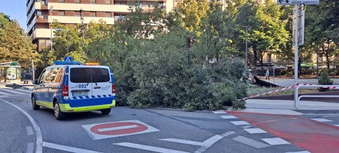 Cae un árbol de gran porte que estaba vallado y acordonado en el Paseo de Sarasate, sin causar heridos.