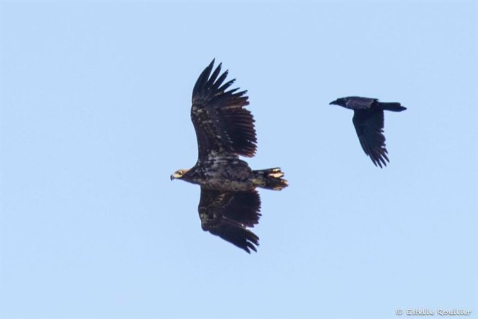 Un pigardo y un cuervo