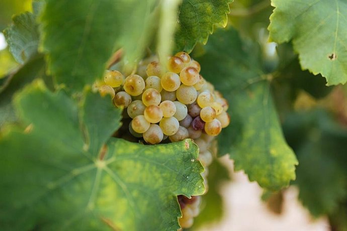 Uva blanca de Rioja