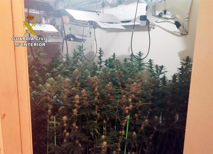 La Guardia Civil Desmantela Una Plantación Con Cerca De 400 Plantas De Marihuana En Un Piso De Santomera