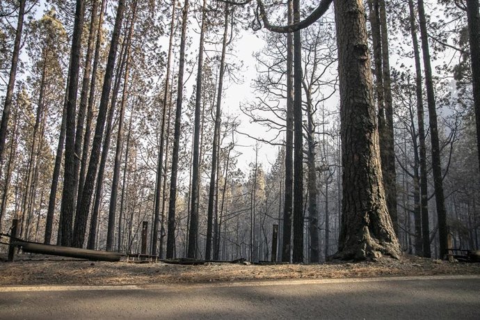 Árboles afectados por el fuego, en Las Lagunetas, a 22 de agosto, en La Esperanza, Tenerife, Canarias (España)