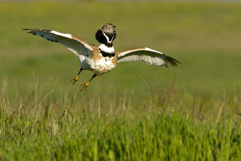 Archivo - SEO/Birdlife alerta de que las siegas tempranas incrementan la mortalidad de las aves en el los campos agrícolas