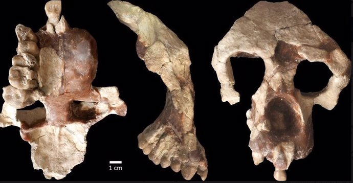 Un nuevo rostro y parte del cerebro de Anadoluvius turkae, un homínido fósil (el grupo que incluye a los simios y humanos africanos) del yacimiento de fósiles de orakyerler ubicado en Anatolia central, Turquía