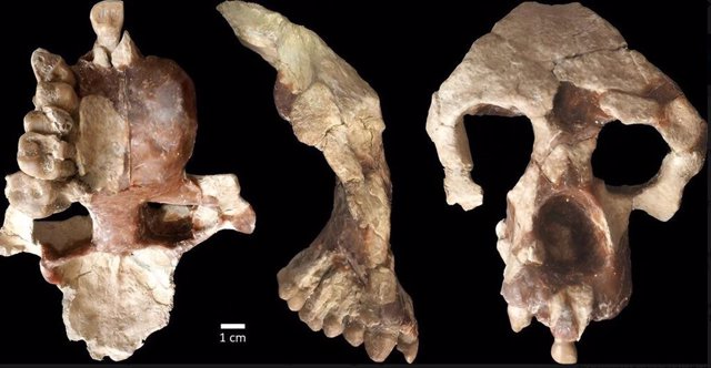 Un nuevo rostro y parte del cerebro de Anadoluvius turkae, un homínido fósil (el grupo que incluye a los simios y humanos africanos) del yacimiento de fósiles de Çorakyerler ubicado en Anatolia central, Turquía