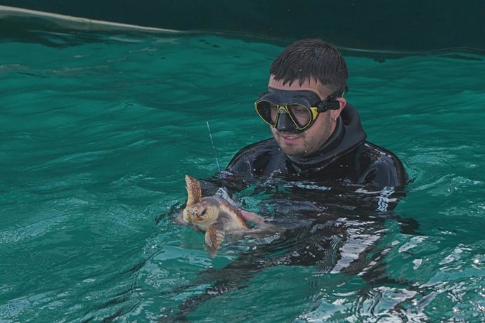 Un buzo suelta a la tortuga Bermiu, en el pantalán Kofradía Itsas Etxea, a 24 de agosto de 2023, en San Sebastián