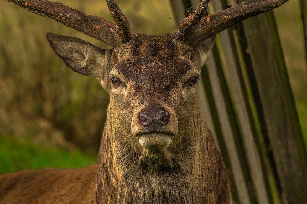 Diputación de Álava restringe el paso de vehículos y las actividades durante la berrea en el Parque Natural del Gorbea
