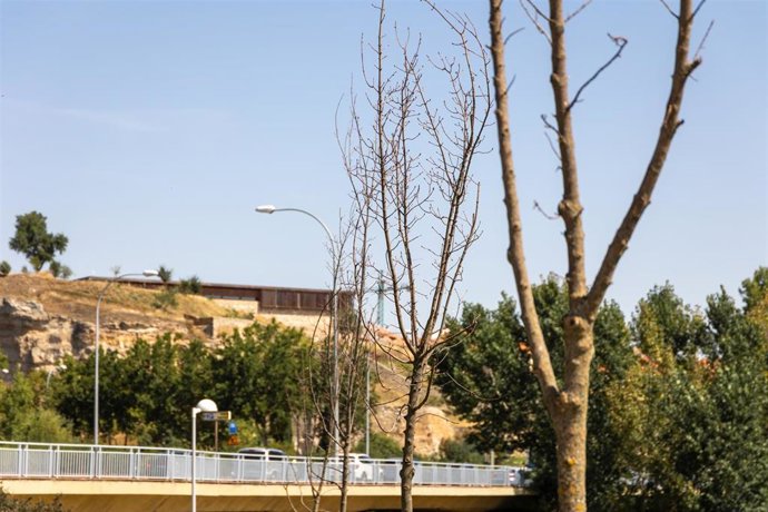 Árboles secos en el Parque Elio Antonio de Nebrija.
