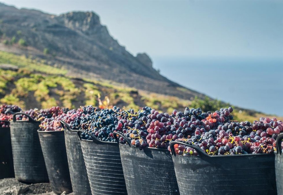 Archivo - Vinos de La Palma