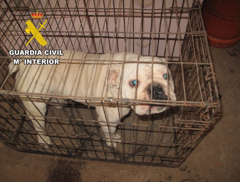Uno de los perros 'bulldog' que se encontraban en el criadero "ilegal" denunciado en Burgos.
