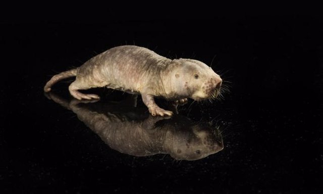 Archivo - Una rata topo desnuda (NMR) es fotografiada en la Universidad de Rochester el 31 de enero de 2018.