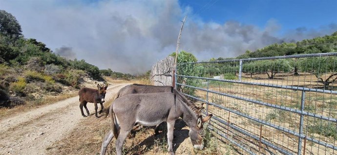 La Guardia Civil evacua animales de la zona del incendio forestal de Artajona.