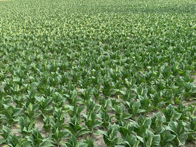 Un campo de tabaco en Andorra la Vella
