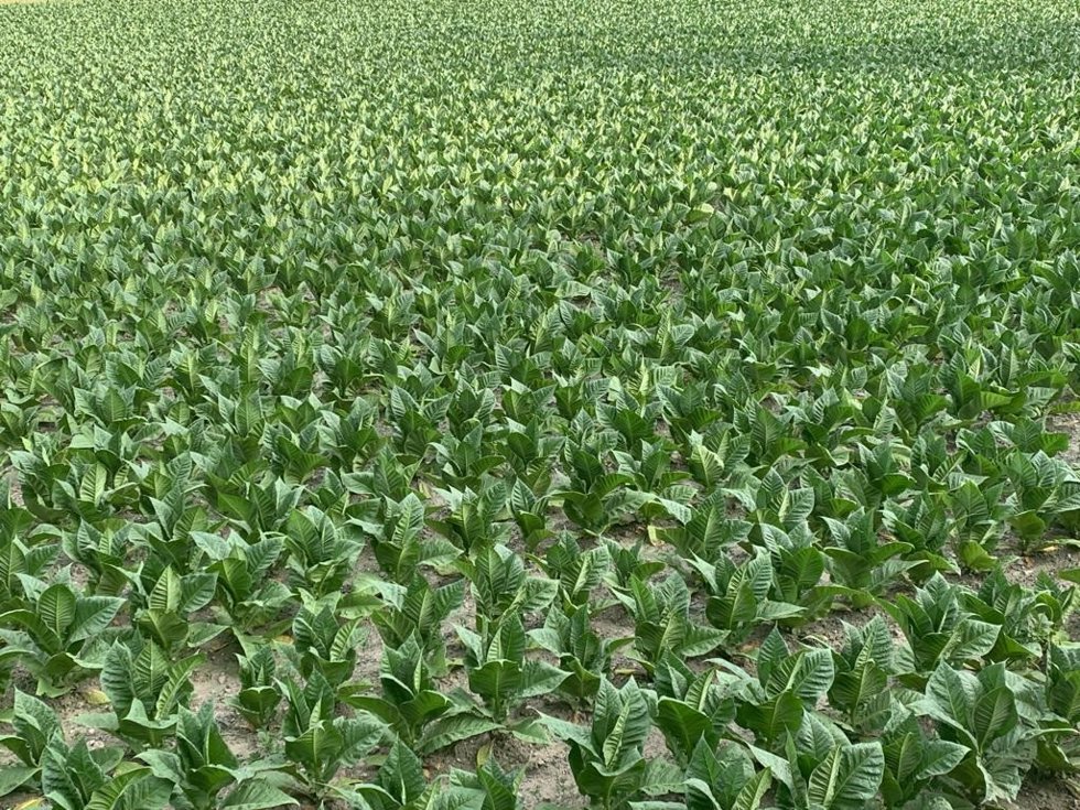 Un campo de tabaco en Andorra la Vella