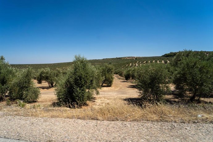Campo de olivos.