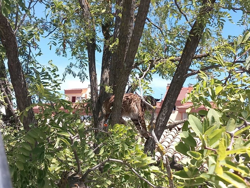 El lince ibérico Sotillo en un árbol de Úbeda.
