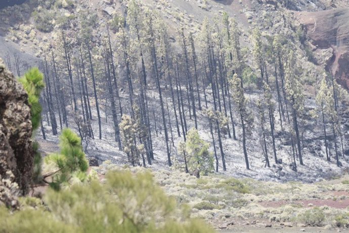 Vista desde el Observatorio de El Teide de la vegetación afectada con motivo del incendio, a 24 de agosto de 2023, en Tenerife, Islas Canarias (España)