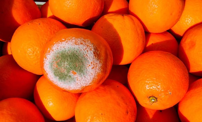 Penicillium digitatum es el hongo causante de la podredumbre verde de los cítricos, el llamado moho verde.