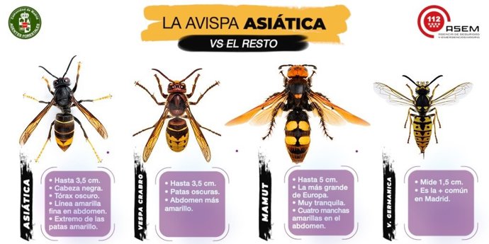 El 112 confirma que la avispa asiática no está presente en Madrid pese a las llamadas que reciben