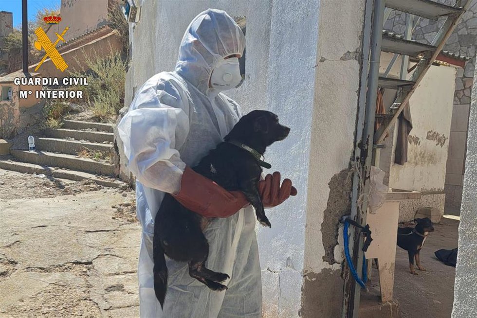 Dos de los perros encontrados reciben atención sanitaria