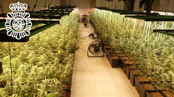 Tres detenidos y desmantelada una plantación 'indoor' de marihuana en Galindo y Perahuy (Salamanca)