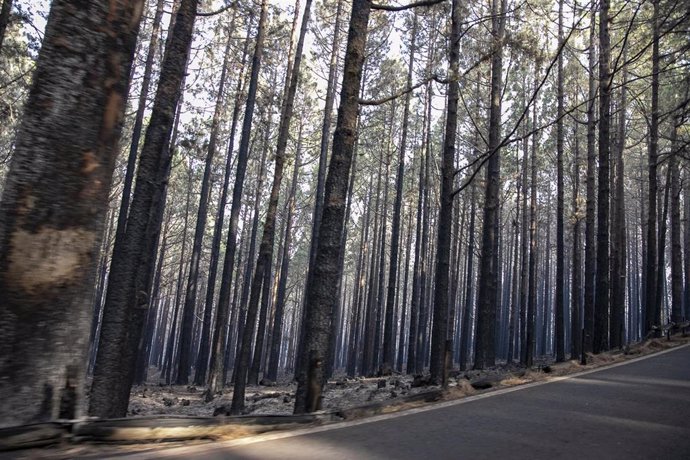 Árboles afectados por el fuego, en Las Lagunetas, a 22 de agosto, en La Esperanza, Tenerife, Canarias (España). El incendio se originó el pasado martes, 15 de agosto, en el monte Arafo de la isla y ya alcanza las casi 15.000 hectáreas calcinadas. En la 