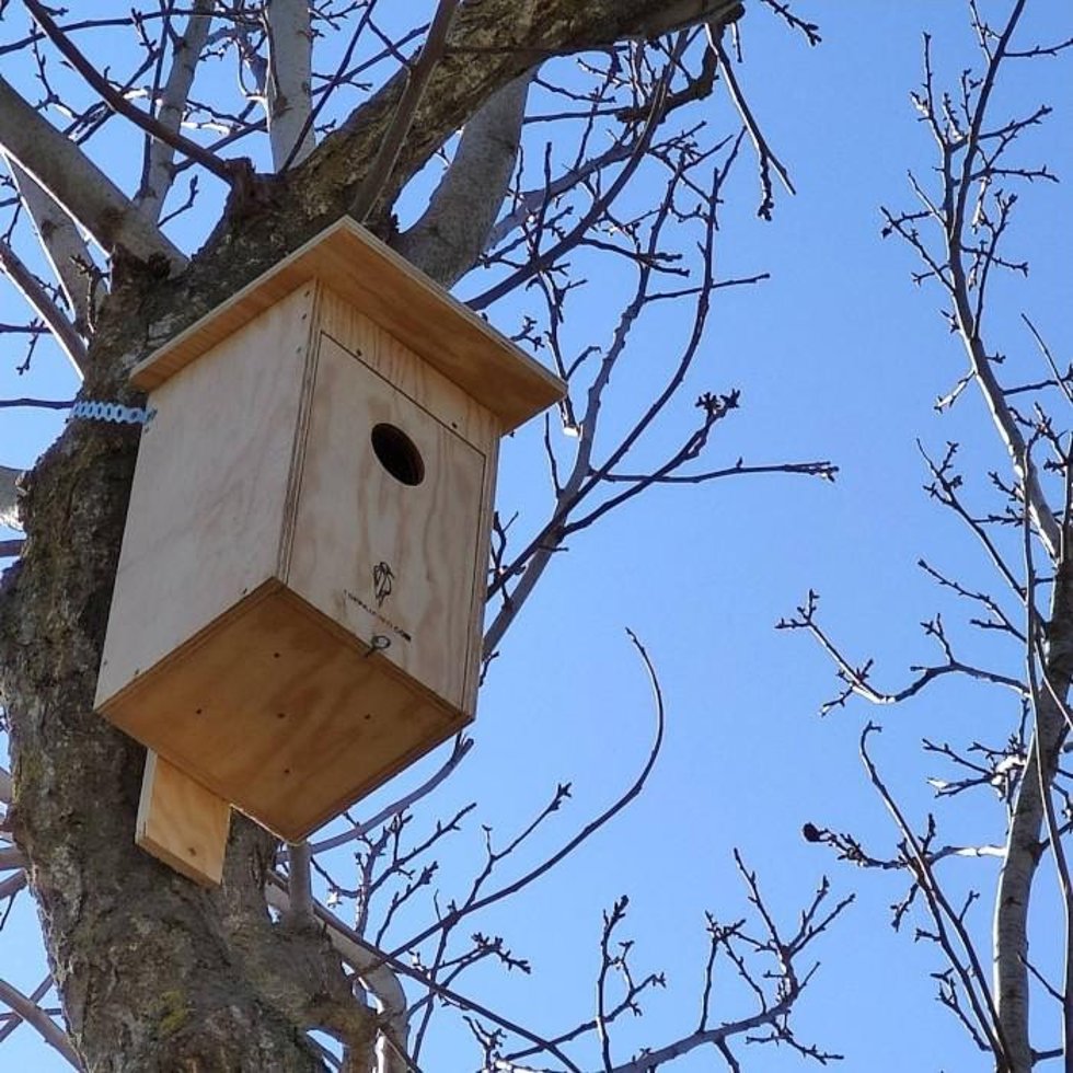 Archivo - Caja-nido.