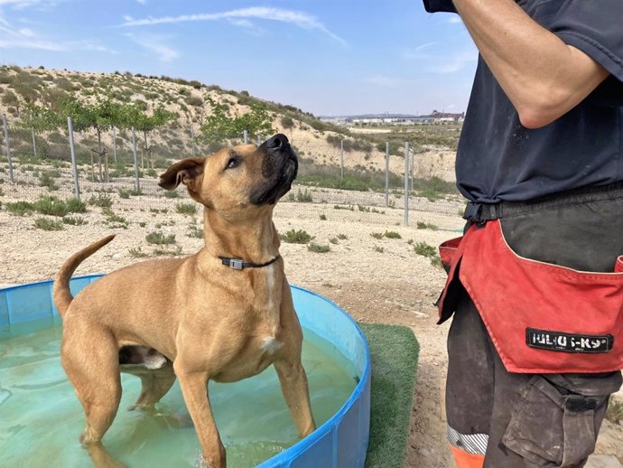 Centro Municipal de Protección Animal de Zaragoza.