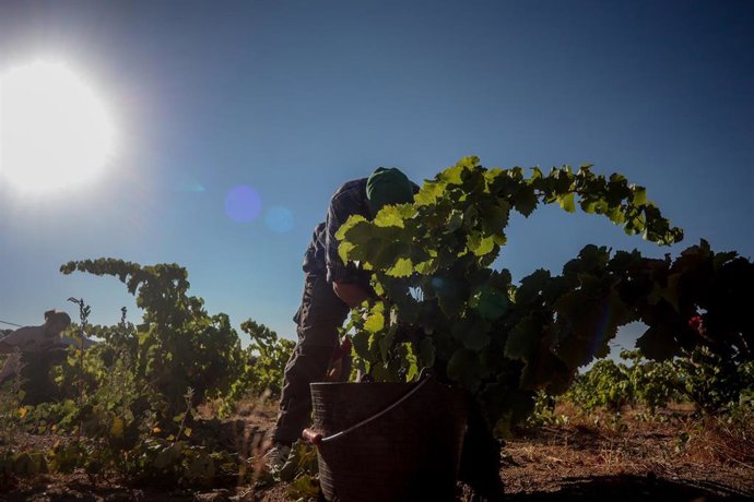 Archivo - Un trabajador recoge uvas en el campo