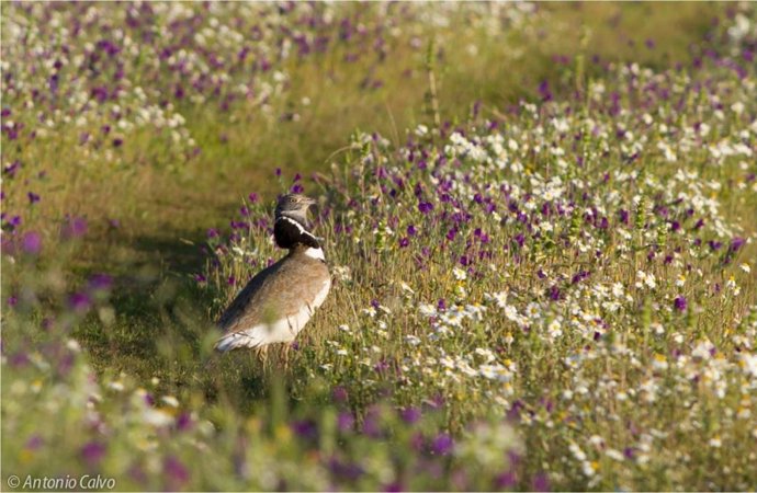 Ejemplar de sisón común