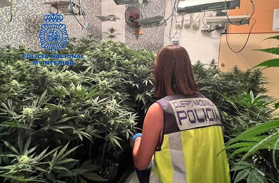 Imagen de la plantación intervenida