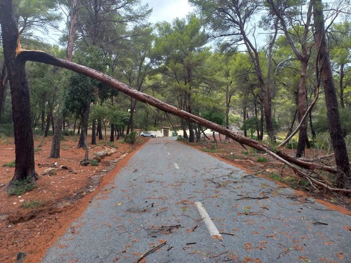 Una rama de un árbol caída sobre una carretera de Mallorca