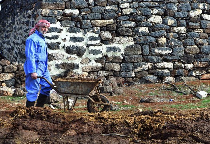 Archivo - SWEIDA, Feb. 5, 2022  -- Al-Muthana Hasan al-Shoufi, 53, collects cow dung to use later as heating fuel during the harsh winter in Syria on Jan. 23, 2022. As heating fuel has become out of reach for many Syrians because of the U.S. economic sa